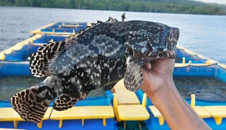 Ikan ikan yang ada di laut kepulauan seribu